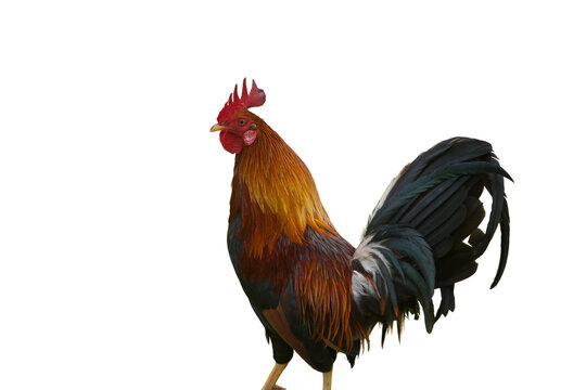 rooster Isolated on transparent background&nbsp;