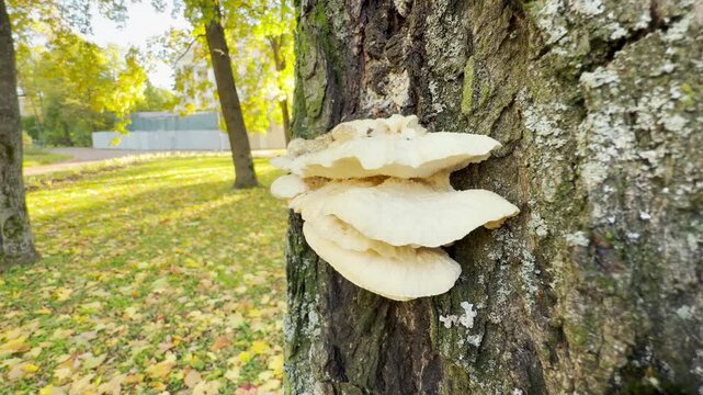 White shelf mushrooms grow gently on a rough tree trunk in a calm autumn park. Their quiet presence brings serene joy to Pushkin, Saint Petersburg.