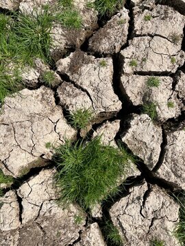 Aerial terrain surrounds a surviving clump of green blades, revealing plant persistence through intense desiccation with an elevated composition and stark, contemplative environmental mood.