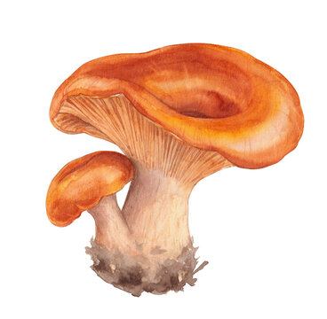 Watercolor Orange Milk Cap Mushroom, Autumn Forest Element