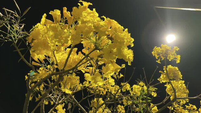 The yellow flowers "Tabebuia aurea" are blooming very densely and beautifully. Close-up video footage of a flower at night.