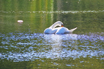 Swans swimming on the Cybina in early autumn © ogikk