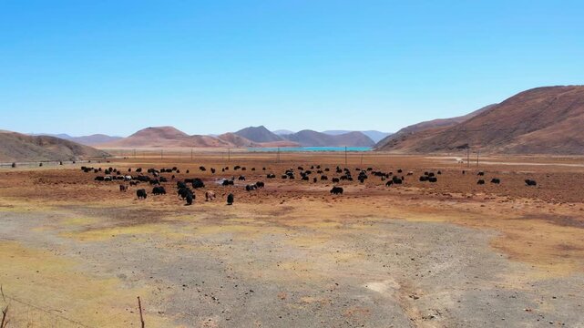 Aerial rise above a scattered yak herd on the Tibetan plateau