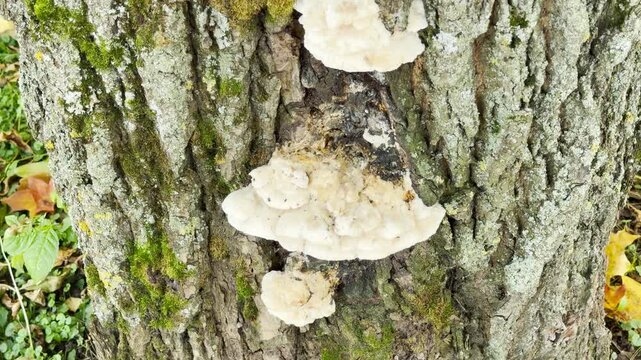 White shelf mushrooms grow gently on a rough tree trunk in a calm autumn park. Their quiet presence brings serene joy to Pushkin, Saint Petersburg.