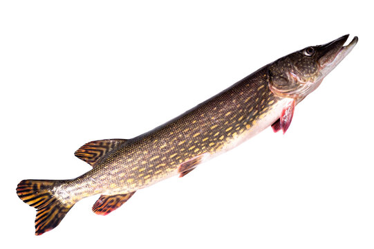 Pike live fish isolated on transparent background. Fish pike object for design, advertising and decoration.