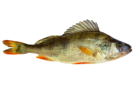 European perch fish isolated on white background. Raw fresh perch with scales and red fins. Freshwater river fish trophy for fishing industry and culinary concepts.