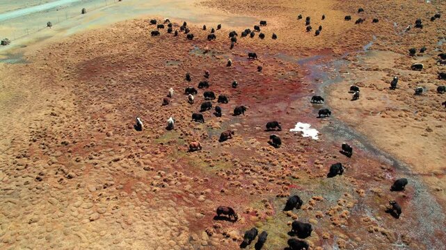 High angle yak herd beside a shallow stream on Tibetan pasture