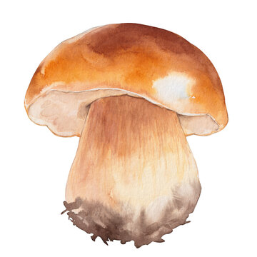 Watercolor Porcini Mushroom, Fall Card