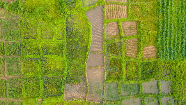 Aerial view of agricultural fields with a patchwork of green and brown plots separated by irrigation channels in Minna, Niger State, Nigeria.