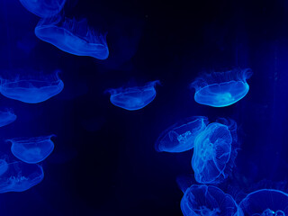 Jellyfish © Corrin