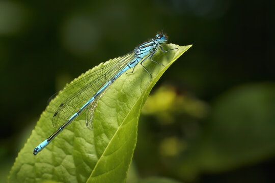 Hufeisen-Azurjungfer (Coenagrion puella) M&auml;nnchen mit deformiertem Fl&uuml;gel auf einem gr&uuml;nen Blatt - Empfingen, Baden-W&uuml;rttemberg, Deutschland 
