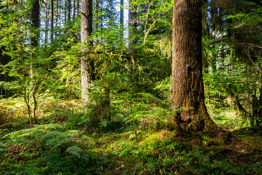 Pine trees in a forest in sunny weather