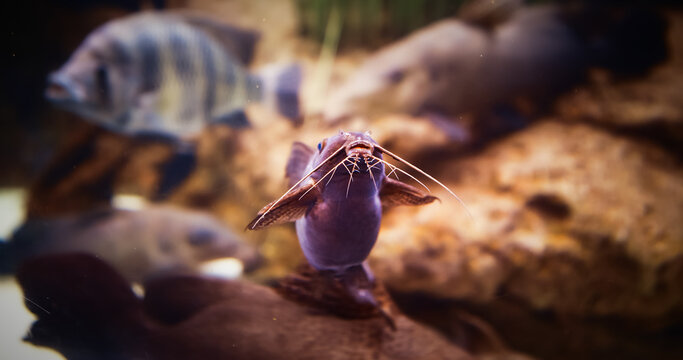 African Sharptooth Catfish Swimming In Aquarium. Clarias Gariepinus Is Species Of Catfish Of Family Clariidae. Airbreathing Catfish