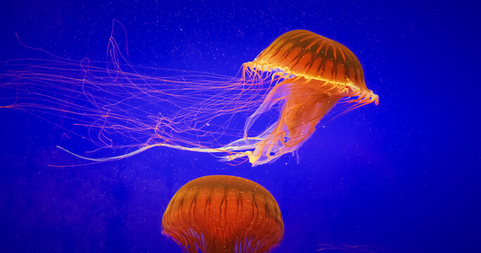 Jellyfish Swim Up On Blue Background. Japanese Sea Nettle Or Chrysaora Pacifica In Family Pelagiidae. Dangerous Jellyfish To Humans. Mesmerizing Swimming Of Jellyfish. Ocean Animal, Aquatic Life