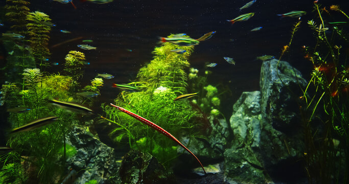Needlefish Small Puffer Fishes Float In Aquarium. Puffer Fish Family Belonidae Or Long Puffer Fish Carnivorous Fish. Needlefish Most Common In Subtropics