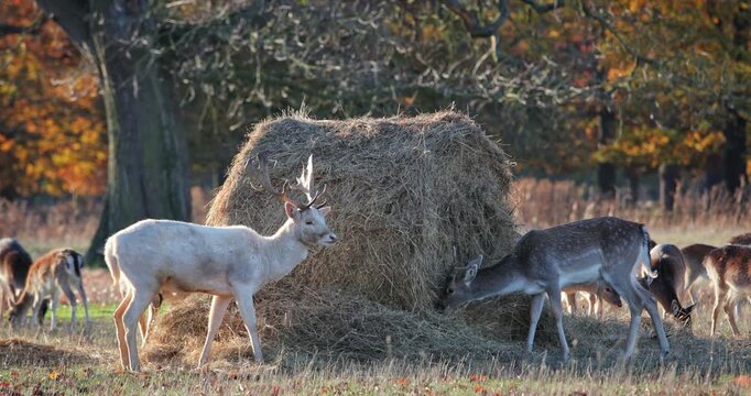 Fallow deer, including a white buck with antlers, are feeding on a large haystack in a sunny autumn field, with other deer grazing in the background and colorful trees