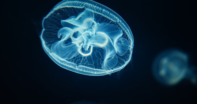 Bright Common Jellyfish Close Up View. Aurelia Aurita. Moon Jellyfish Slow Swim. Jellyfish Is Almost Entirely Translucent. Capable Of Only Limited Motion, And Drifts With The Current, Even When