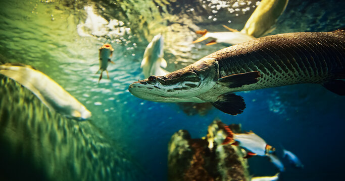 Redtail Catfish Side View. Phractocephalus Hemioliopterus Is Large Species Of South American Pimelodid (long-whiskered) Catfish. It Is Known In As Cajaro. Only Extant Species Of Its Genus