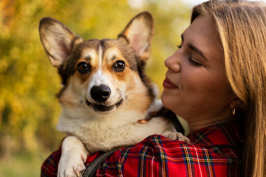 A young woman holding her adorable Pembroke Welsh Corgi dog during a sunny autumn afternoon walk