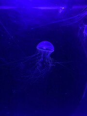 jellyfish in aquarium © Iryna