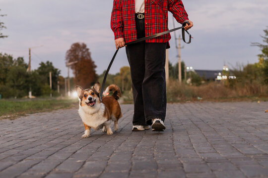 A person walking a happy Pembroke Welsh Corgi on a leash along a paved path during the evening