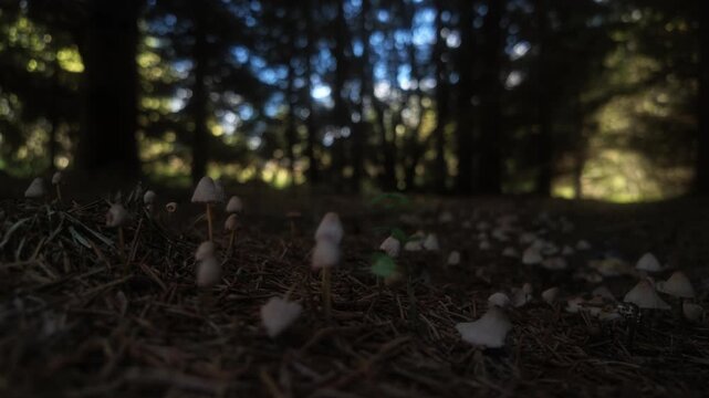 Tiny wild mushrooms growing on coniferous forest floor. Camera moving slowly revealing detailed texture of forest litter and small fungi.