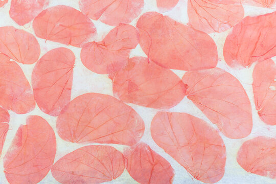 Red dry leaves pattern on white paper background, closeup leaves texture background