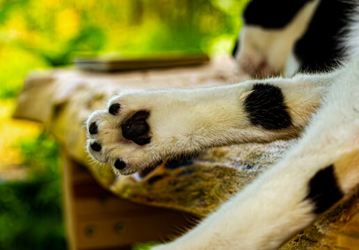 Coussinets noirs sur la patte arri&egrave;re d'un chat noir et blanc install&eacute; sur un banc dans un jardin
