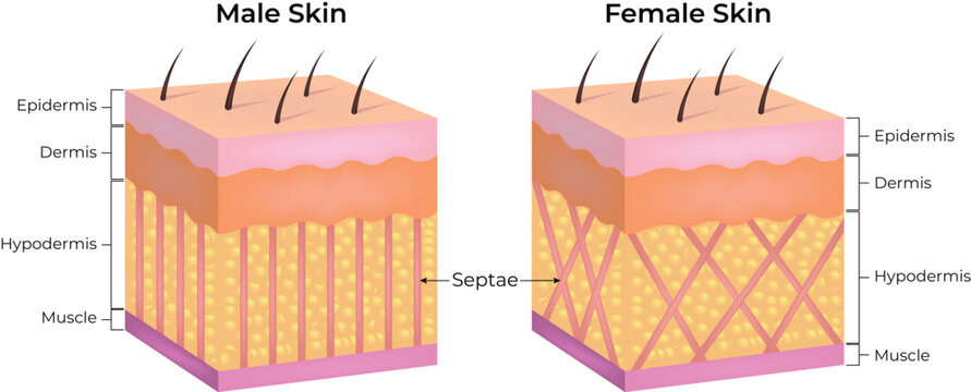 Female and Male Skin Structure Comparison Diagram Showing Epidermis, Dermis, Hypodermis and Muscle