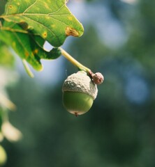 acorns on a tree © Daria