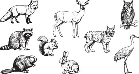 Obraz premium Set of Hand Drawn Forest Animals in Vintage Engraving Style Vector