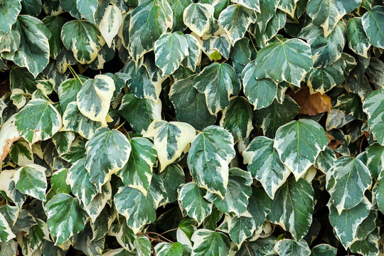 Close-up Ivy leaves, Hedera colchica foliage detail, green climbing plant leaves macro shot, natural botanical background texture.
