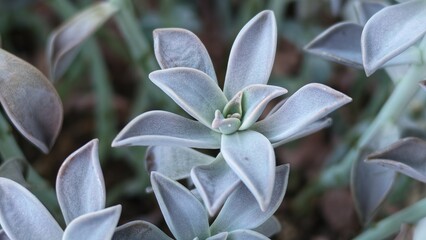 crassula arborescens silver dollar plant close up © master2d