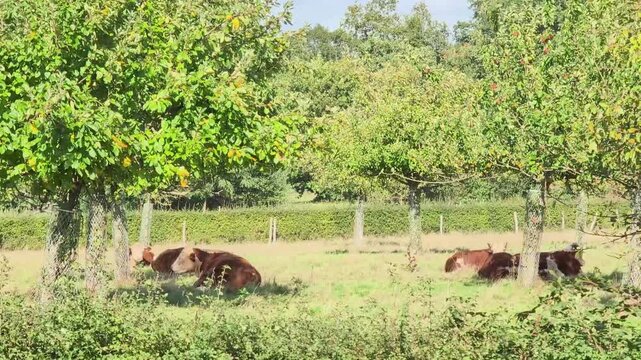 Cows lying in a green field surrounded by trees and grass during a sunny day