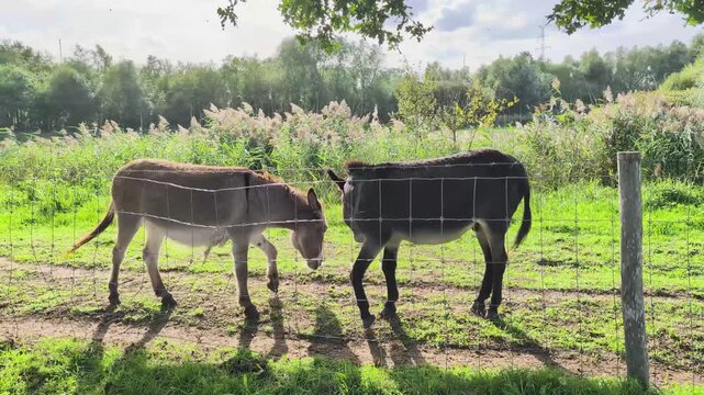 Donkeys interact through a fence in a green field under a clear sky
