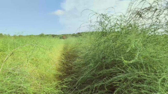 Asparagus beds grow lush with stalks and bushes in September