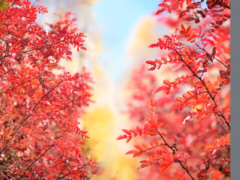 bright autumnal leaves close up, abstract nature background. bush branches with bright red foliage. fall season concept. soft focus