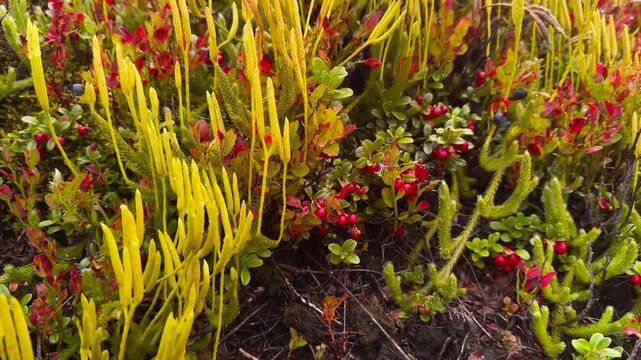 Autumn mix of Vaccinium myrtillus (blueberry), Vaccinium vitis-idaea (lingonberry), and Vaccinium uliginosum (bog bilberry), vibrant red, gold, and purple foliage with berries in Carpathians