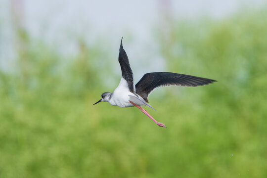 Black-winged Stilt flying in the sky, displaying its long legs, black wings, and distinctive black-and-white plumage.