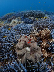coral reef in the sea © 真美子 上村