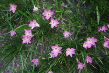 Fototapeta premium Pink rain lily in the garden