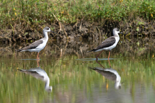 Black-winged Stilt foraging in a wetland, searching for food in shallow water with its long legs and slender bill.