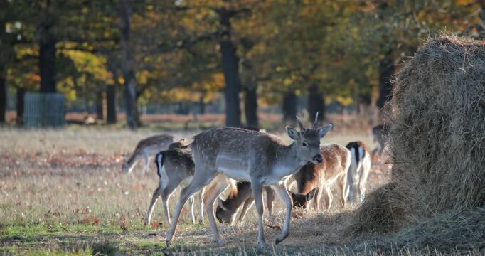 Deer herd grazing on dry grass in a wild woodland park during autumn, with a young buck featuring small antlers walking through the golden sunlit field