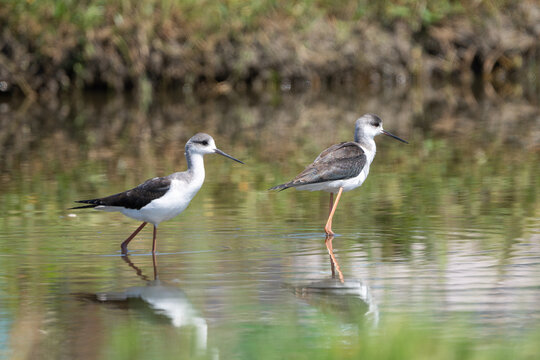 Black-winged Stilt foraging in a wetland, searching for food in shallow water with its long legs and slender bill.