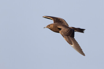 juvenile or first calendar year parasitic jaeger or arctic skua (Stercorarius parasiticus) in flight, found offshore in the German Bight in the North Sea © Mathias Putze
