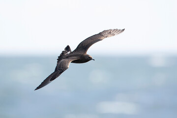 juvenile or first calendar year parasitic jaeger or arctic skua (Stercorarius parasiticus) in flight, found offshore in the German Bight in the North Sea © Mathias Putze