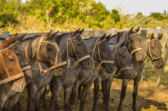 Herd of Horses