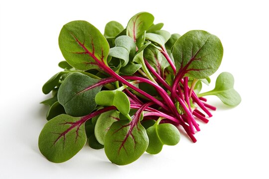 Fresh Spinach Leaves with Red Veins