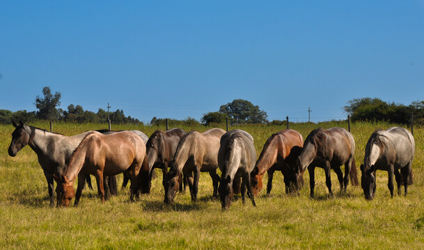 Grazing Horses