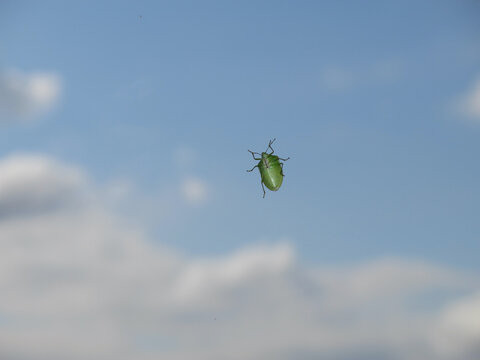 Green shield bug crawling on glass against blue sky. Underside view of a green shield bug (Nezara viridula or Palomena prasina) crawling on transparent glass with a cloudy blue sky in the background.